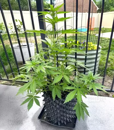 Frostbanger Auto Seeds