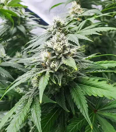 Semi Femminizzati Gelato (Barney's Farm)