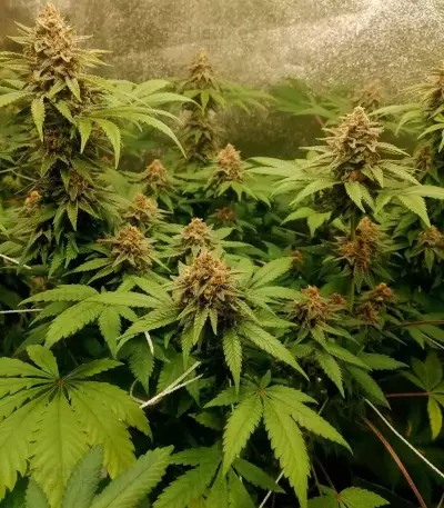 GG#4 Original Glue Seeds (Seedstockers)