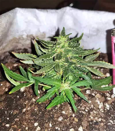 Gorilla Auto (GG#4 Original Glue Auto) (Expert Seeds)