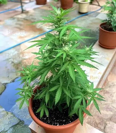 Gorilla Glue #4 Auto Seeds