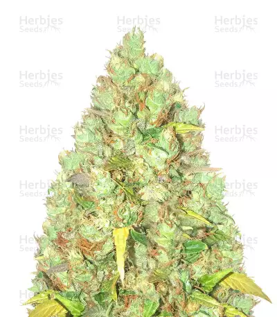 Indica Mix féminisée (Herbies Seeds)