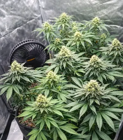 King's Juice Seeds