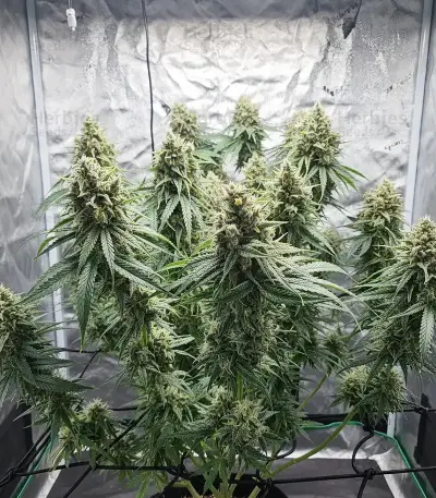 Lemon Mandarin Seeds