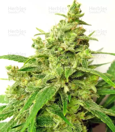 Graines de cannabis Malawi x PCK Regular (Ace Seeds)