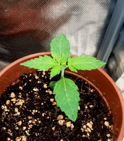 Nikki & Swami’s Maracuya Seeds