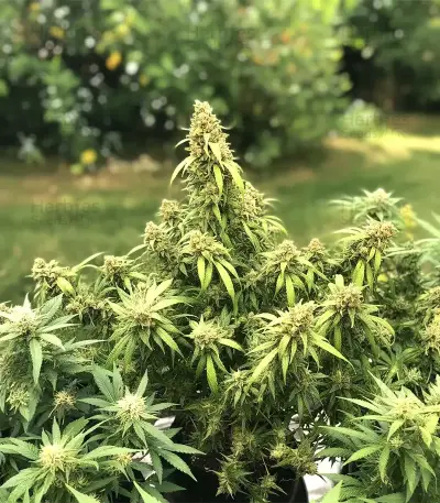 OG Critical (Emerald Triangle Seeds)