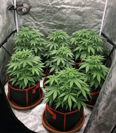 Oreoz feminized seeds