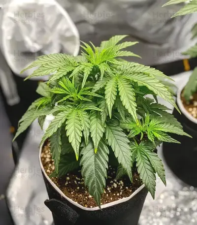 Original Moby Dick Auto Seeds
