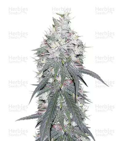 Panama D.C. feminized seeds