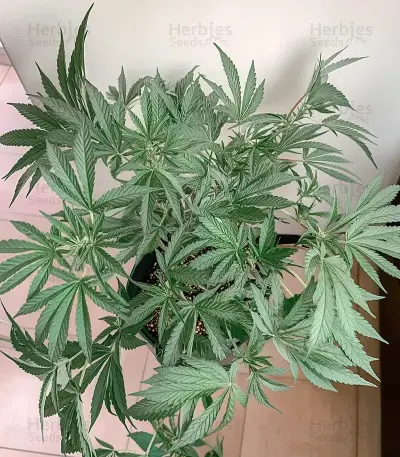 Persian Pie Seeds