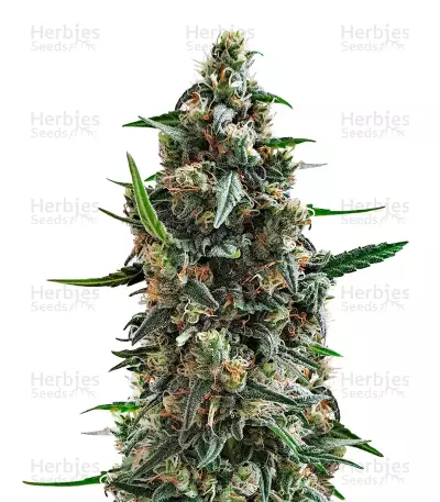 Graines de cannabis Shogun (RQS)