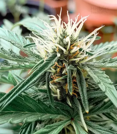 SkullRyder Auto feminized seeds