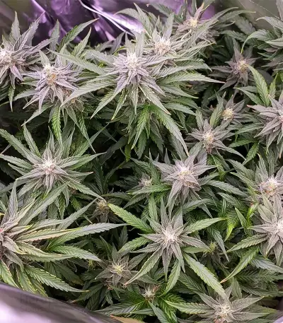 Solomatic Auto CBD Seeds