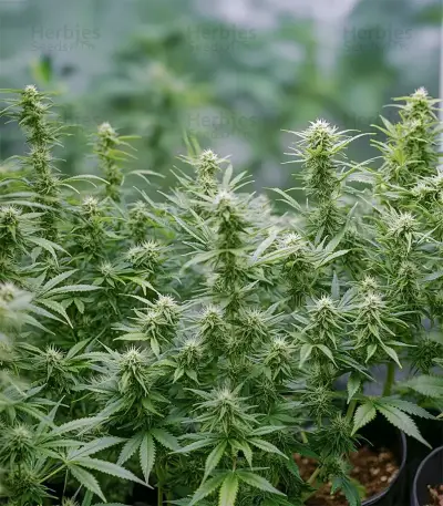 Graines de cannabis Some Sweet (Medical Seeds)