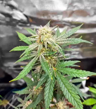 Sour Apple Autoflower Seeds (Humboldt Seed Company)