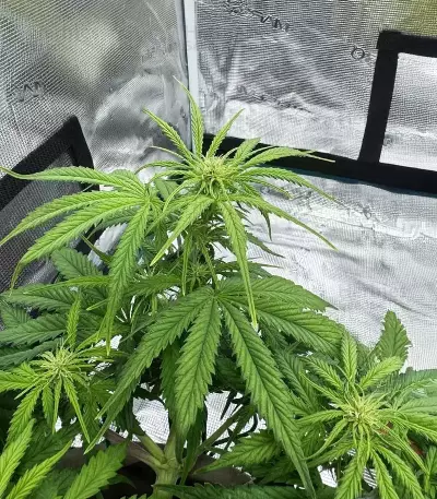 Special Queen 1 Auto feminisierte Samen (Royal Queen Seeds)
