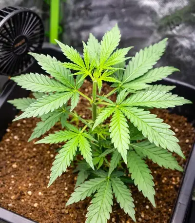Strawberry Banana Auto Seeds