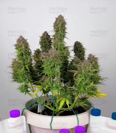 THC Bomb Auto (Bomb Seeds)