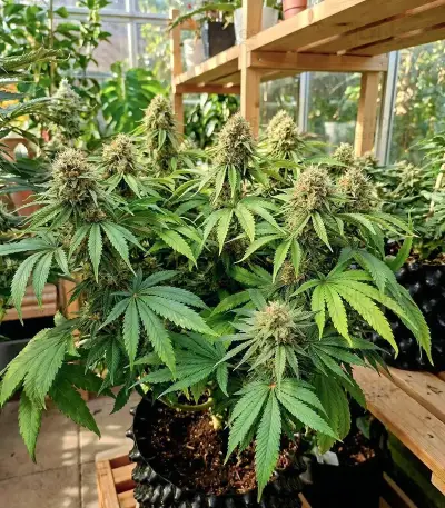 Tropical Tangie Seeds