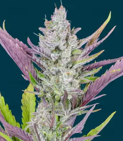 Graines féminisées de Wedding Glue Auto (Fast Buds)