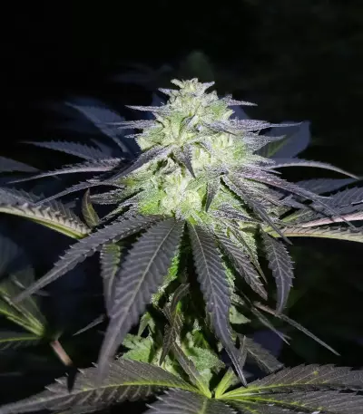 Graines de cannabis Sugar Breath (Humboldt Seeds Organization)