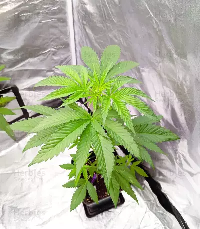 Graines féminisées de Sunday Punch (Delicious Seeds)