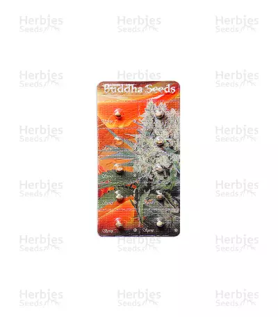 Buddha Syrup Auto Seeds