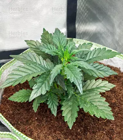 Semillas Feminizadas Tropicanna Poison XL Auto (Sweet Seeds)