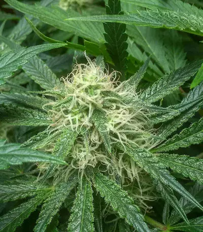 Sementes Feminizadas de Watermelon Z Auto (Barney's Farm)