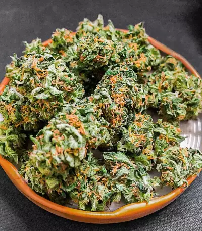 Watermelon Z Fast Version Feminized Seeds (EGS)