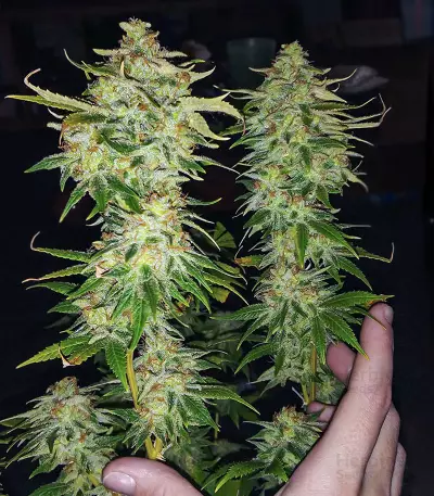 Semillas Feminizadas WiFi Kush (AlphaFem Seeds)