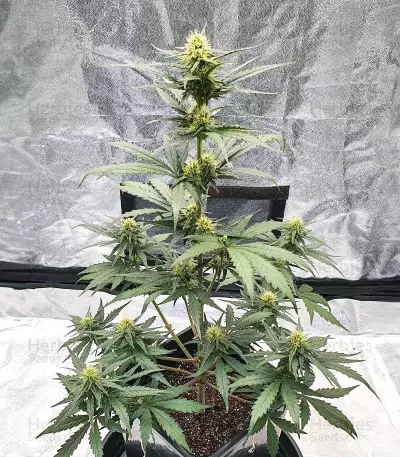 Sementes de Ztrawberriez Auto Feminizadas (Fast Buds)