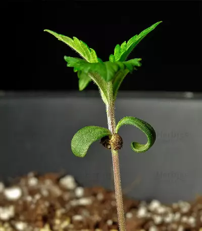 Jack Herer (Herbies Seeds)