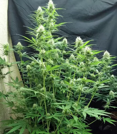 Blueberry Fast Version (Herbies Seeds USA)