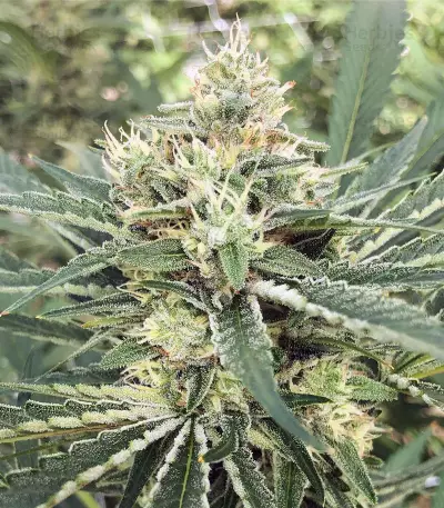 Amnesia OG (Karma Genetics)