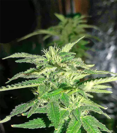 Bangi Haze x Ethiopian Seeds