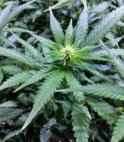 Black Destroyer feminized seeds