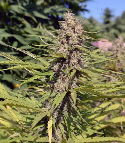 Black Domina 98 x ErdPurt Seeds