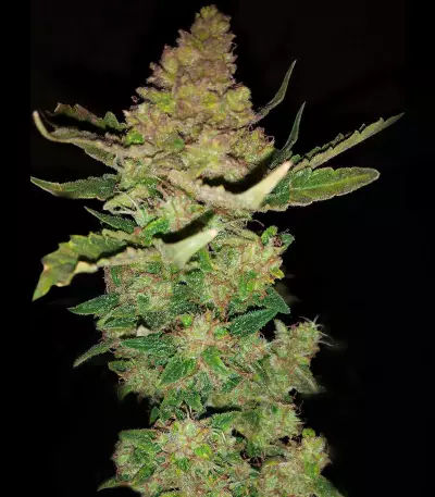 Buddha Magnum Auto Regular seeds