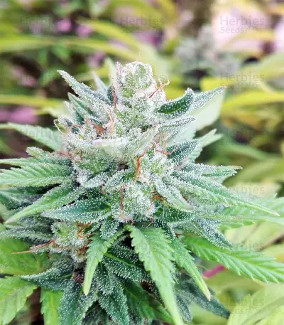 Auto CBG strain
