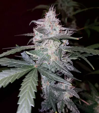 Cheese Auto (Funky Skunk Auto) feminized seeds