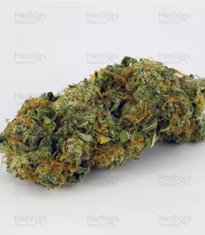 Chemdawg #4 (Big Head Seeds)