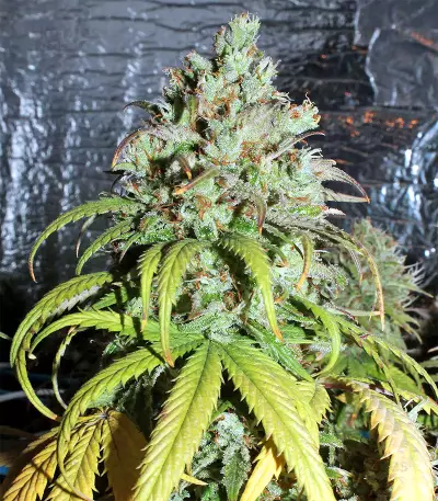Cinderella XX (Brothers Grimm Seeds)