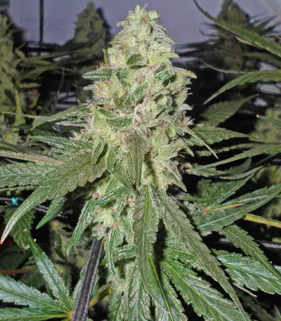 Dark Chunk regular seeds