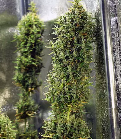 Dr. Grinspoon (Barney's Farm)