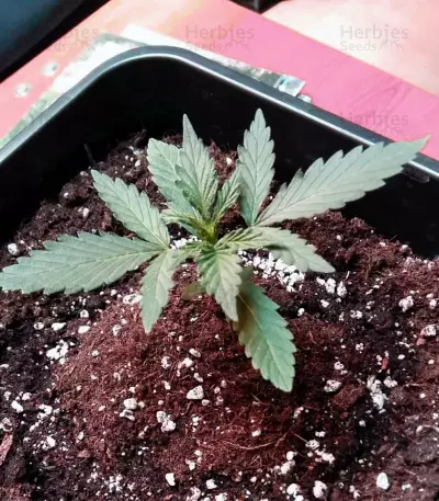 Girl Scout Cookies (Big Head Seeds)