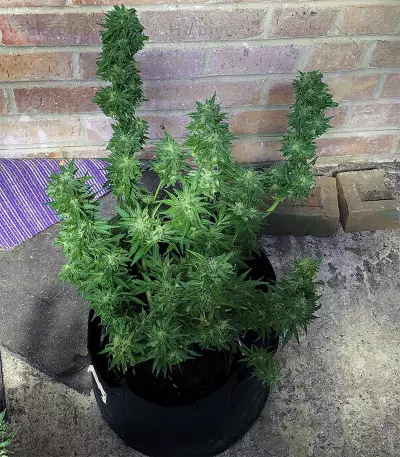 Girl Scout Cookies (Big Head Seeds)