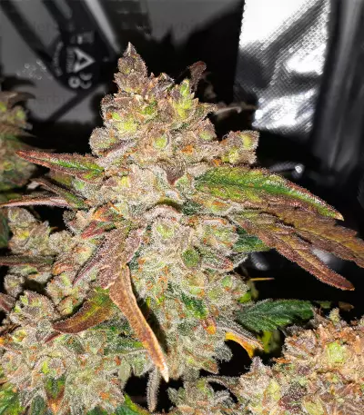 Semillas feminizadas Gorilla Z Auto (Barney’s Farm)