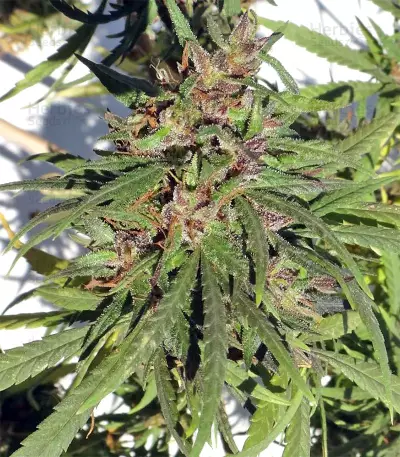 Honduras Seeds